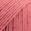 13 old pink/sendinta rožė Nord